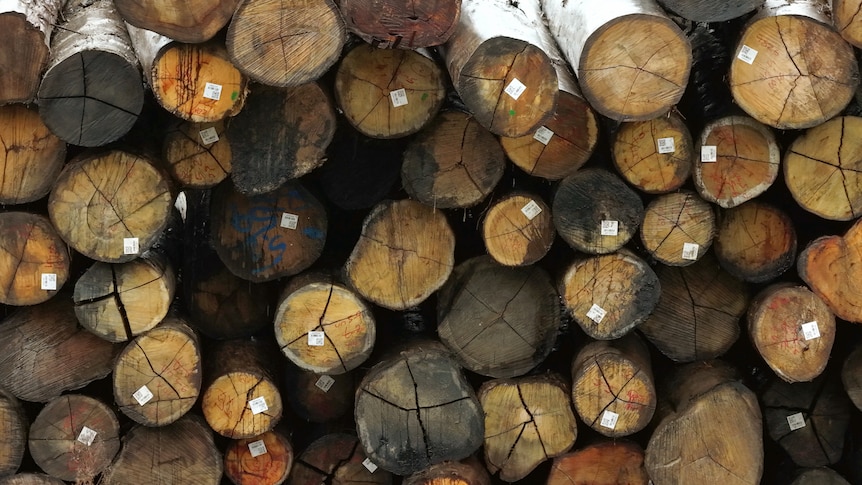 The ends of dozens of logs piled on top of each other. Several have white stickers on them.