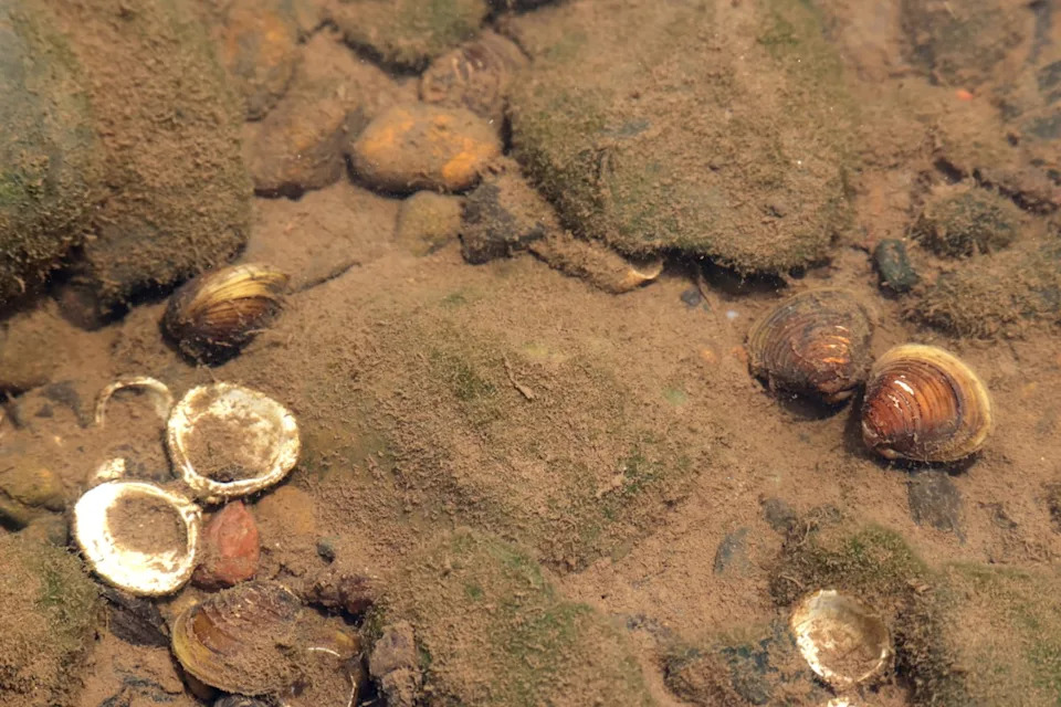 A colony of freshwater gold clam on a murky riverbed.