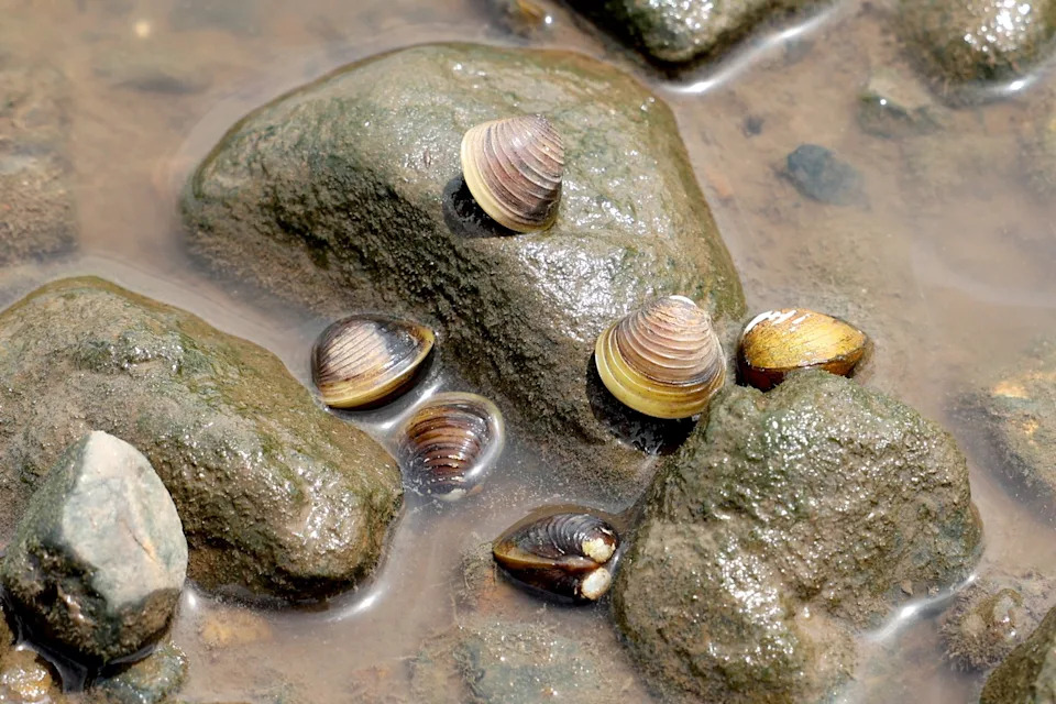 A colony of freshwater gold clam on a murky riverbed.