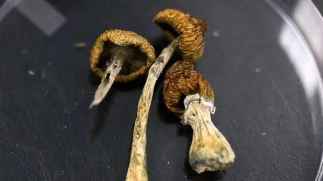 Huge Psilocybin Dose Has Incredible Effect on Elderly Dementia Patient