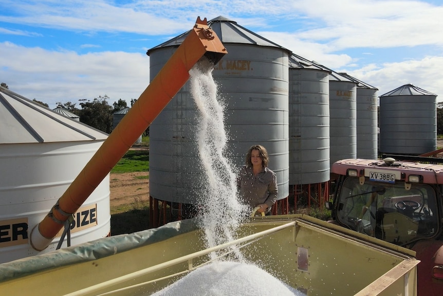 small white urea pellets spill from an augur into a large trailer as a woman watches from the side.