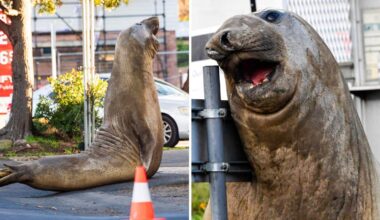 Neil the seal continues to attract attention in southern Tasmania during visit
