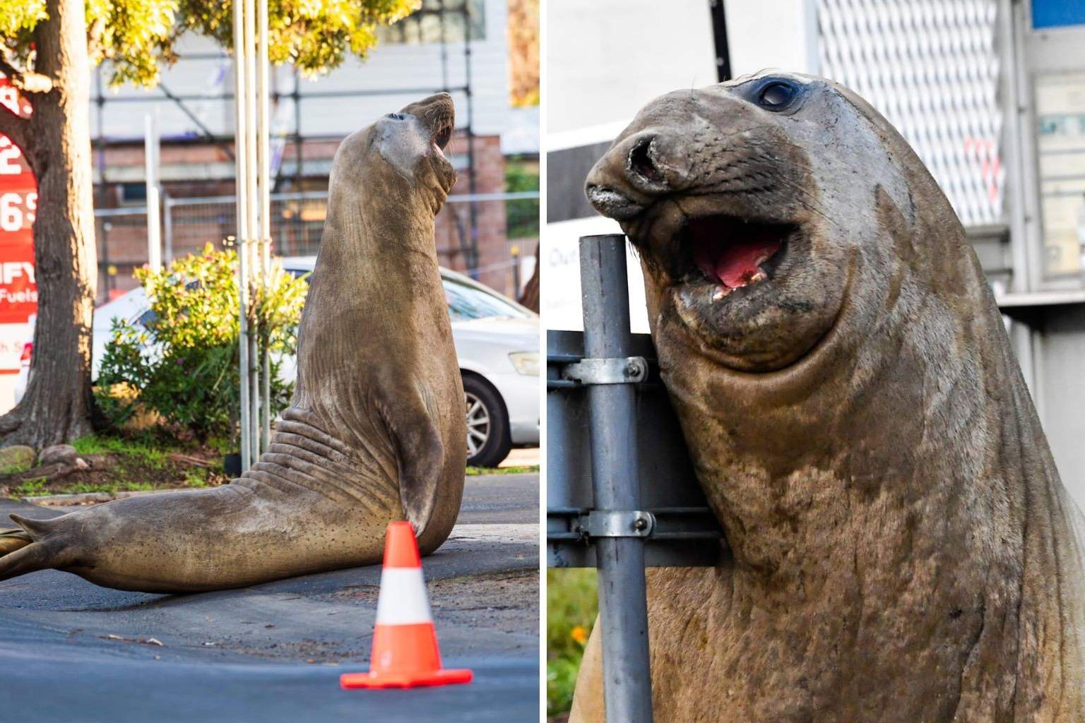 Neil the seal continues to attract attention in southern Tasmania during visit