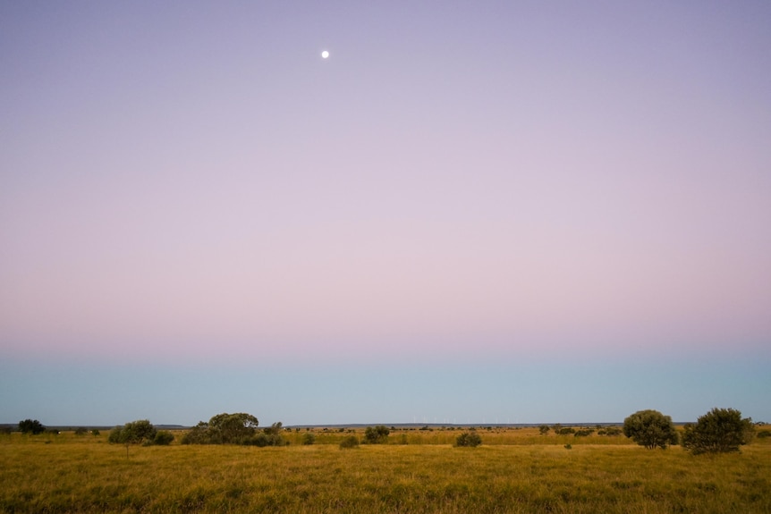 A purple and blue sunset, with the moon rising above grass plains and shrubs in an outback dusk setting