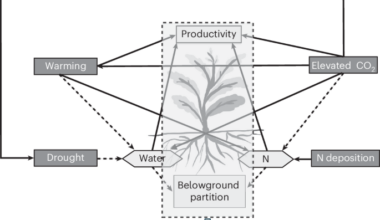 Long-term multiple global change interactions amplify belowground carbon allocation