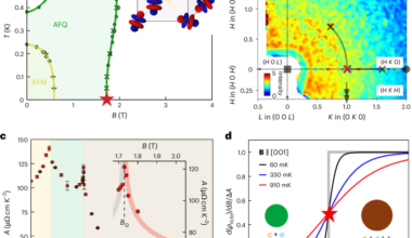 Quantum Fisher information in a strange metal
