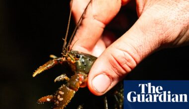 The fight to save Australia’s ‘incredibly captivating’ endangered spiny crayfish | Endangered species