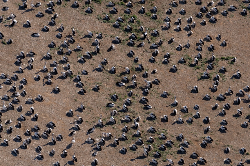 Hundreds of pelicans sitting down on flat, brown ground 