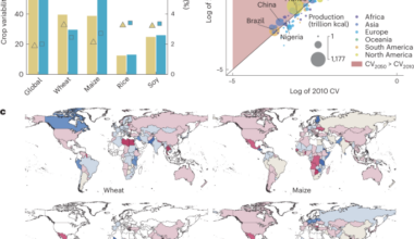 Global reallocation of rainfed crops can boost production and reduce climate risk