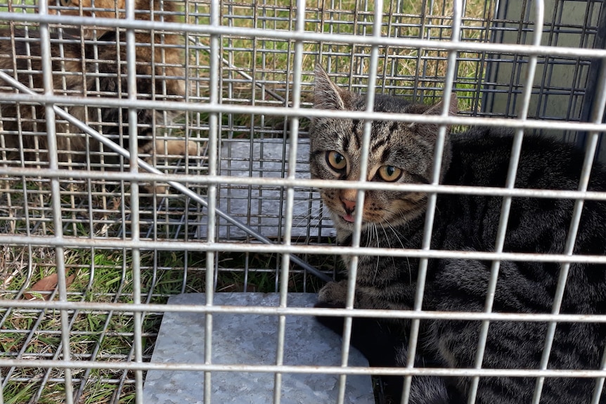 two tabby feral cats sit inside metal cages on the ground