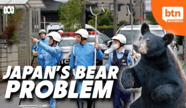 Does Japan Have a Bear Problem? - Behind The News - Australian Broadcasting Corporation