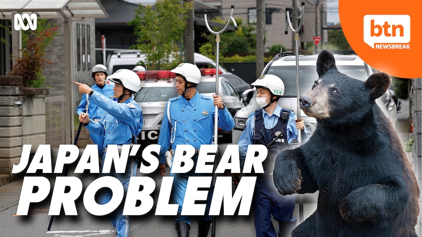 Does Japan Have a Bear Problem? - Behind The News - Australian Broadcasting Corporation