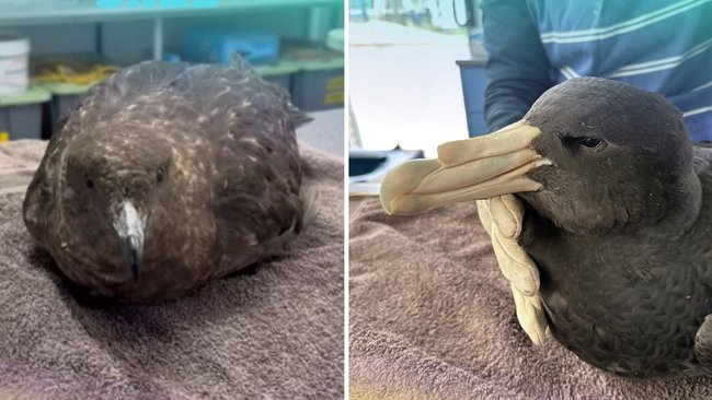 The skua and northern giant petrel found in WA and later confirmed to have H5N1 bird flu.