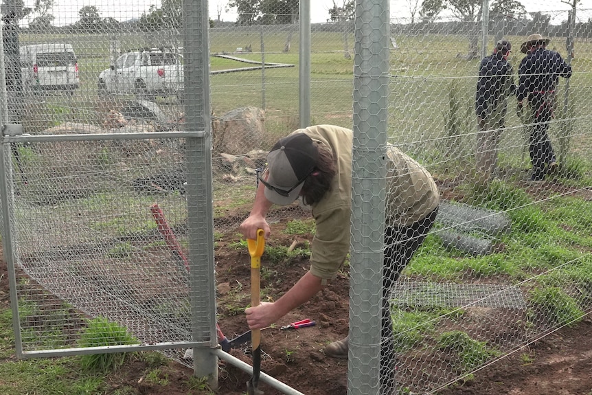Person working on fence for quolls