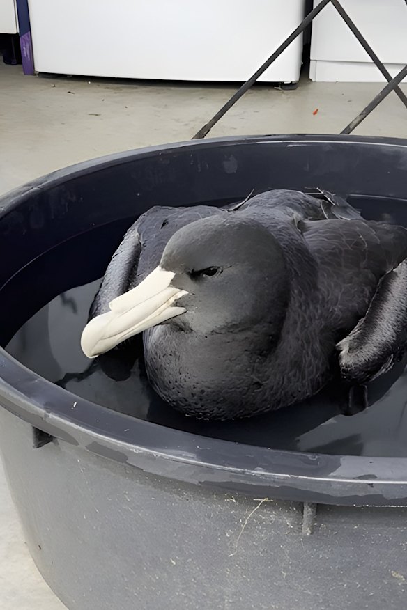 A giant petral found near Esperance, on WA’s southern coast, was the second confirmed case of H5N1 avian influenza - or, bird flu. 