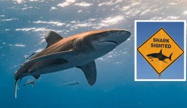 Perth shark alerts: Critical warning system fails amid string of fatal attacks