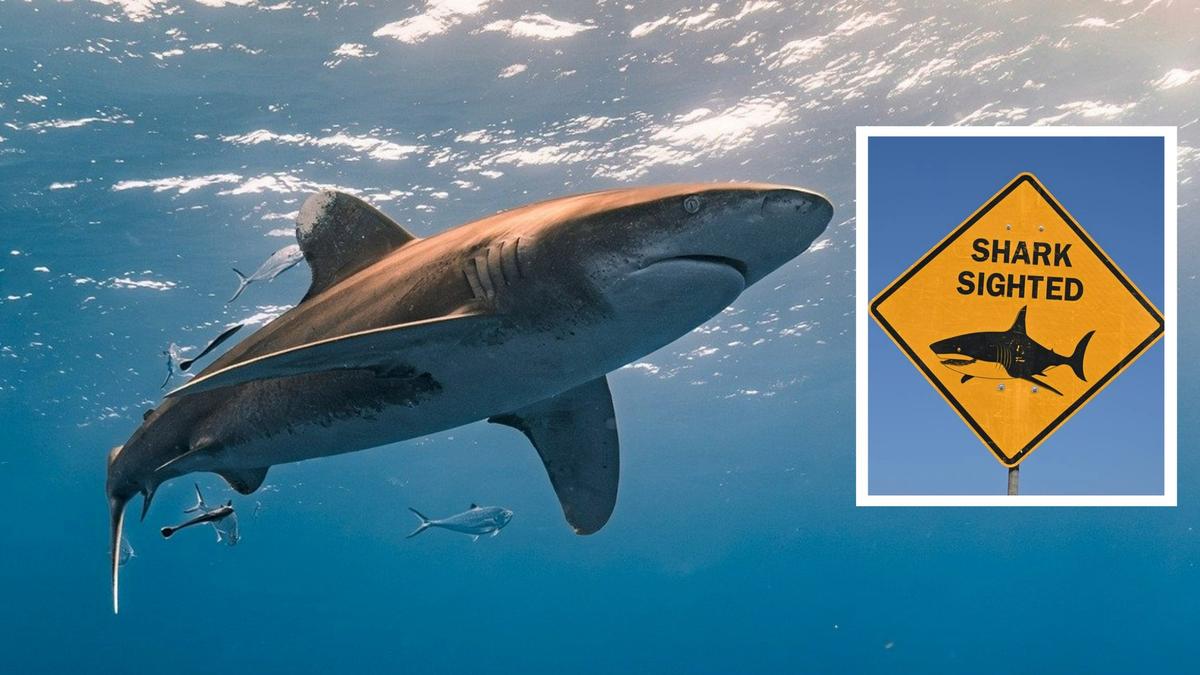 Perth shark alerts: Critical warning system fails amid string of fatal attacks