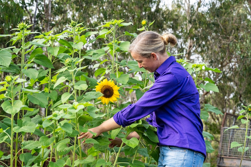A woman pulls a sunflower forward.
