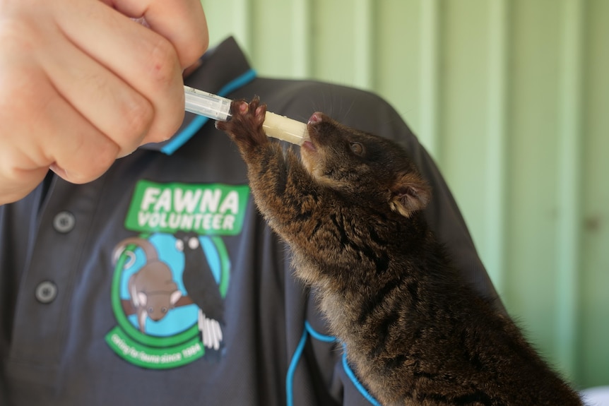 A baby ringtail possum being syringe fed on a carers arm.