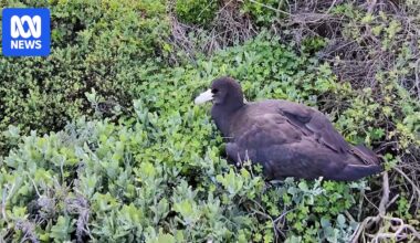 SA wildlife carers did not expect to be 'ground zero' for Australia's third H5 bird flu case