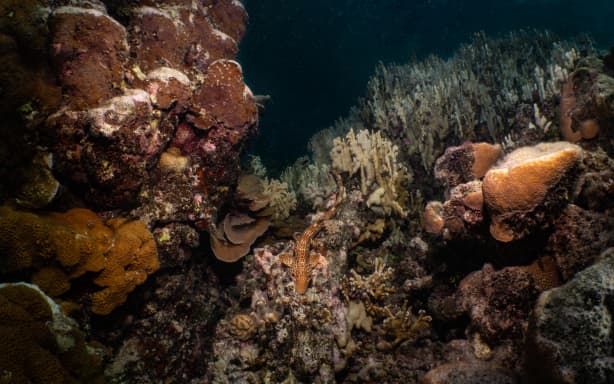 The new species of walking shark discovered in Papua New Guinea.