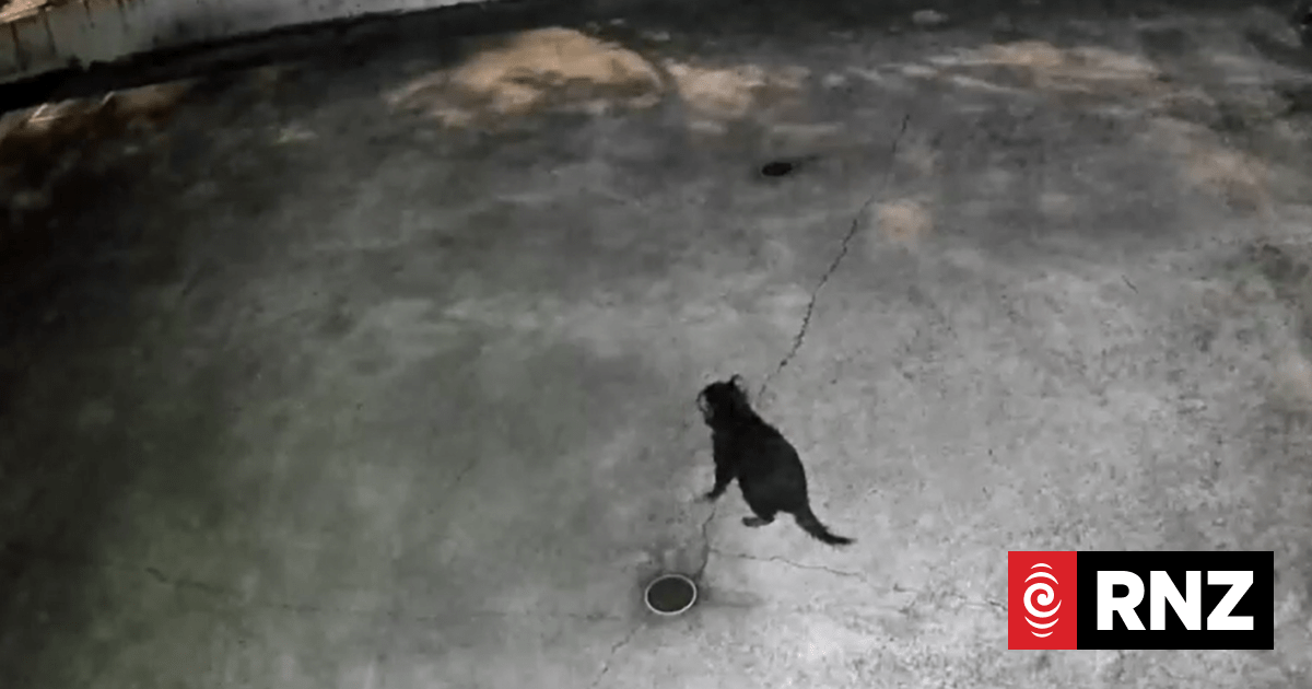 Tasmanian devil on the loose in Gold Coast after making 'abnormally large leap'