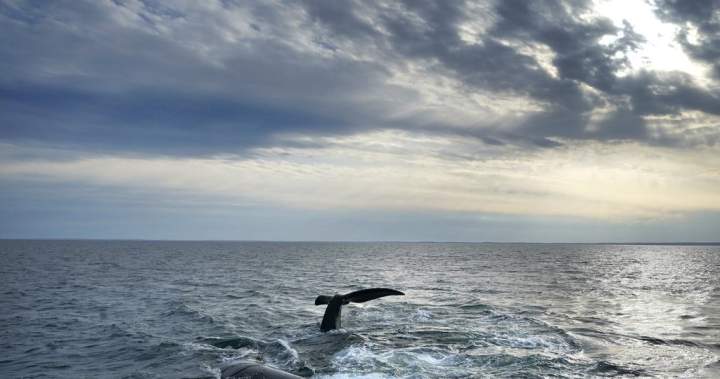 Rare whale entangled in fishing gear spotted again in Gulf of St. Lawrence