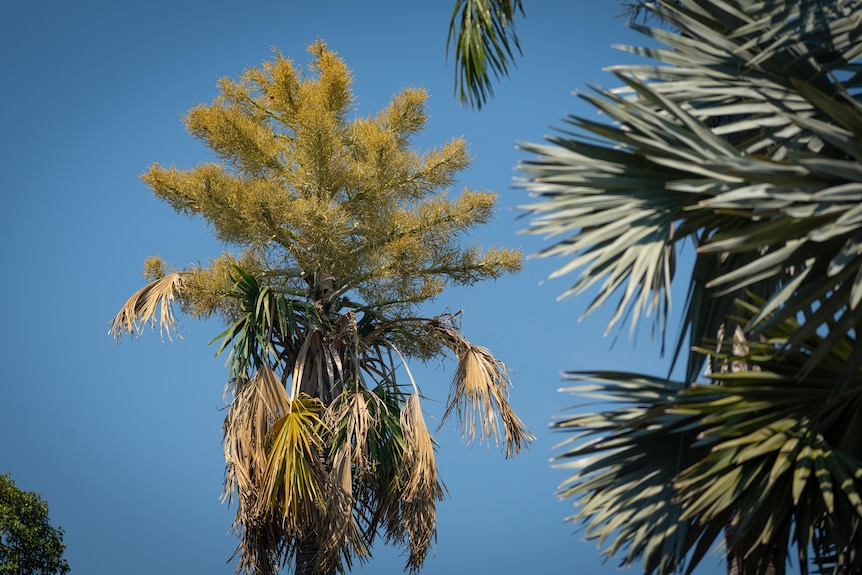 Gebang trees in flower, with browning palm fronds dangling nearby.
