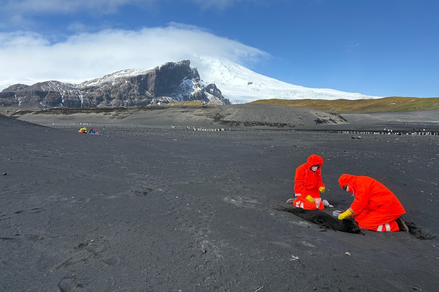 Scientists set up epuipment on remote Heard Island with snowy mountains in background
