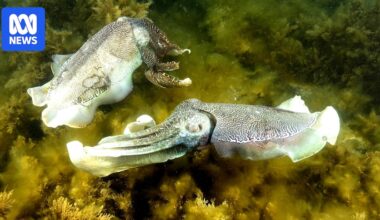 Operators cancel cuttlefish season resulting in million-dollar losses