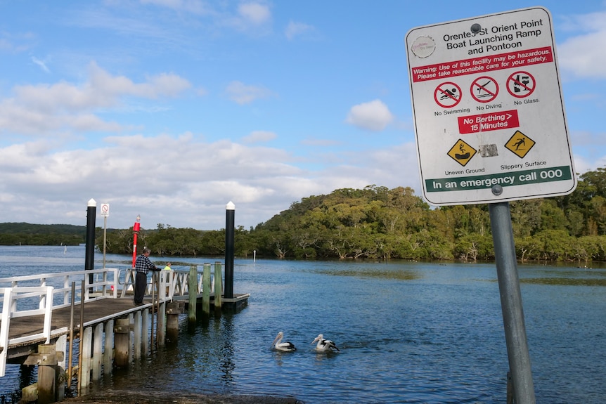 Pelicans in the water greet a man on a short pier