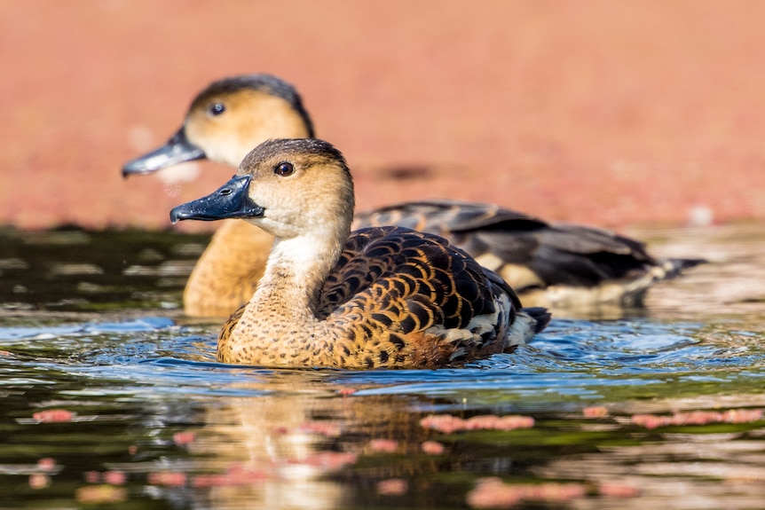 Two fawn and brown ducks on water.