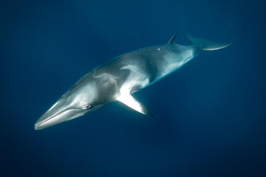 Underwater shot of a grey small whale against deep dark blue backdrop.