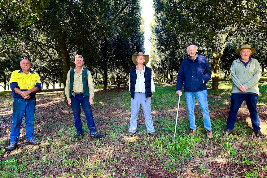 Five men stand in a row between two rows of macadamia trees.