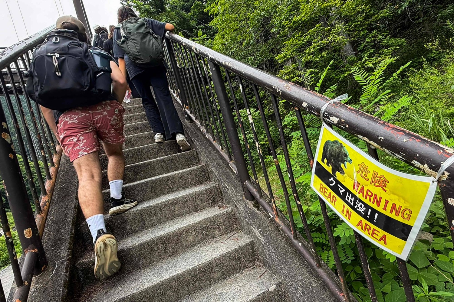 Why more bears are entering urban areas