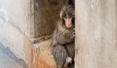 ‘Unacceptable’: Laser pointer aimed at Punch, the viral baby monkey