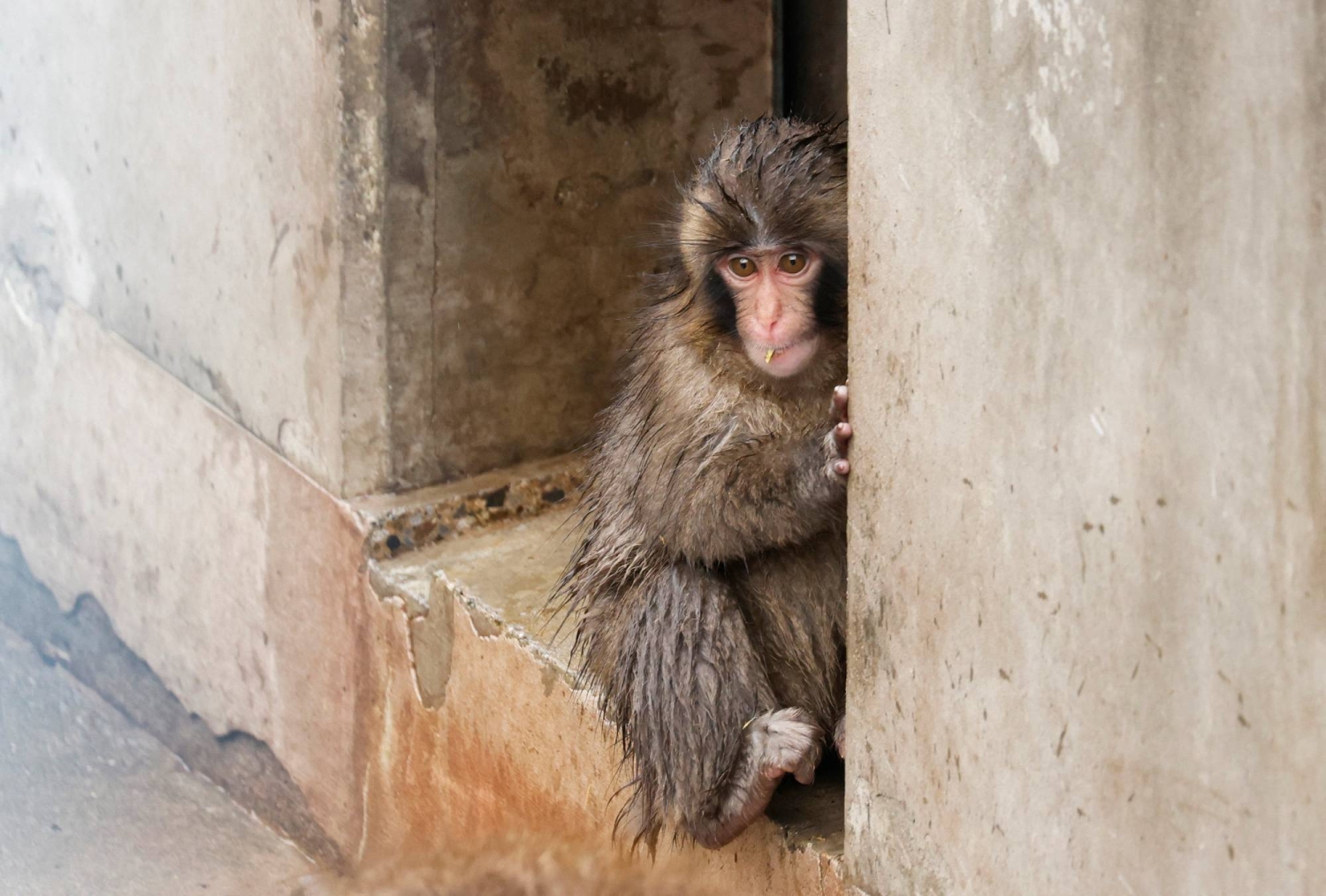 ‘Unacceptable’: Laser pointer aimed at Punch, the viral baby monkey