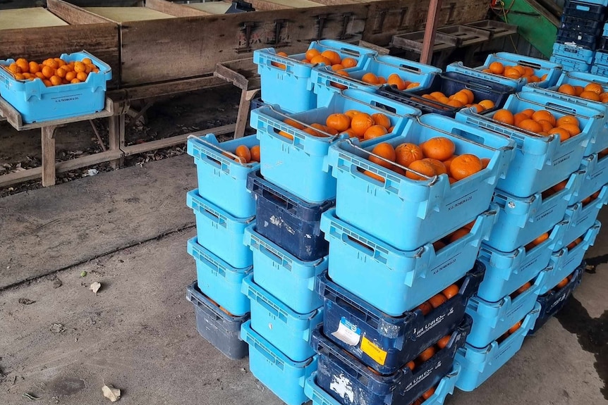 Fruit packed in boxes