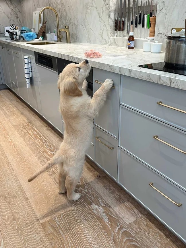 A golden puppy sniffs raw chicken on a white kitchen bench
