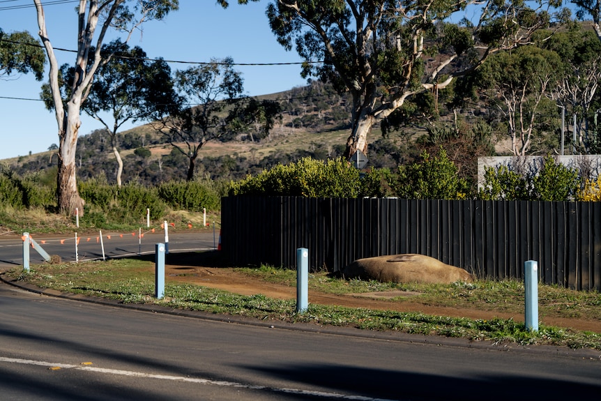 Neil the Seal, a juvenile elephant seal seen by a roadside in a suburban seaside neighbourhood.