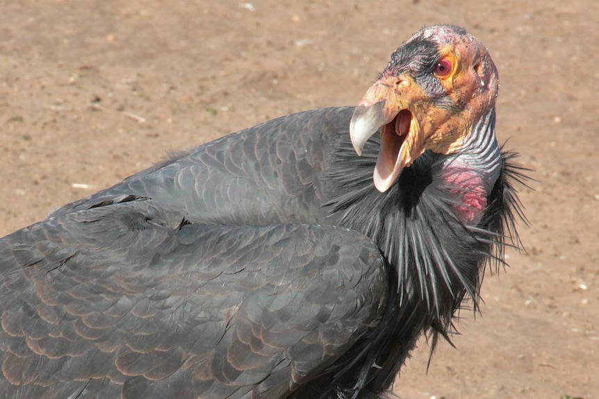 A large bird with a bald pink head. 