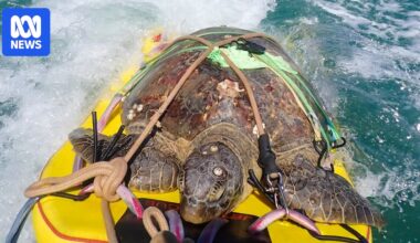 Jetski riders rescue 'Princess Peach' the turtle stranded on Magnetic Island beach
