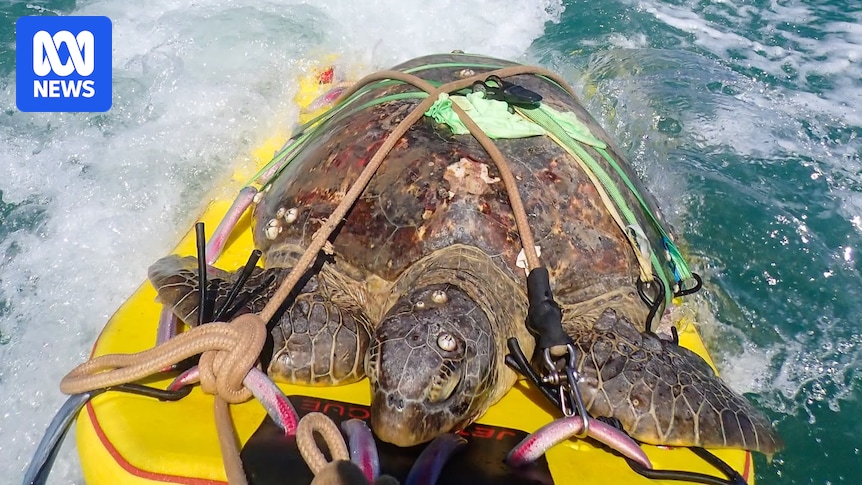 Jetski riders rescue 'Princess Peach' the turtle stranded on Magnetic Island beach
