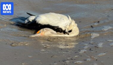 Citizen scientists say hotline told them to collect dead bird against government advice