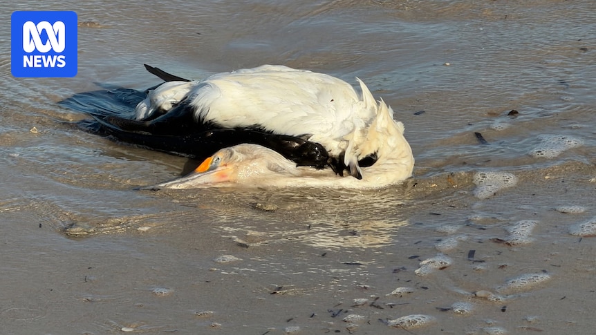 Citizen scientists say hotline told them to collect dead bird against government advice