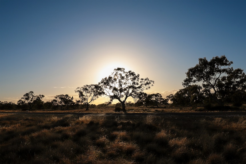 Sun shining through the silhouette of a tree, sky visible behind and scrubby bush in front.