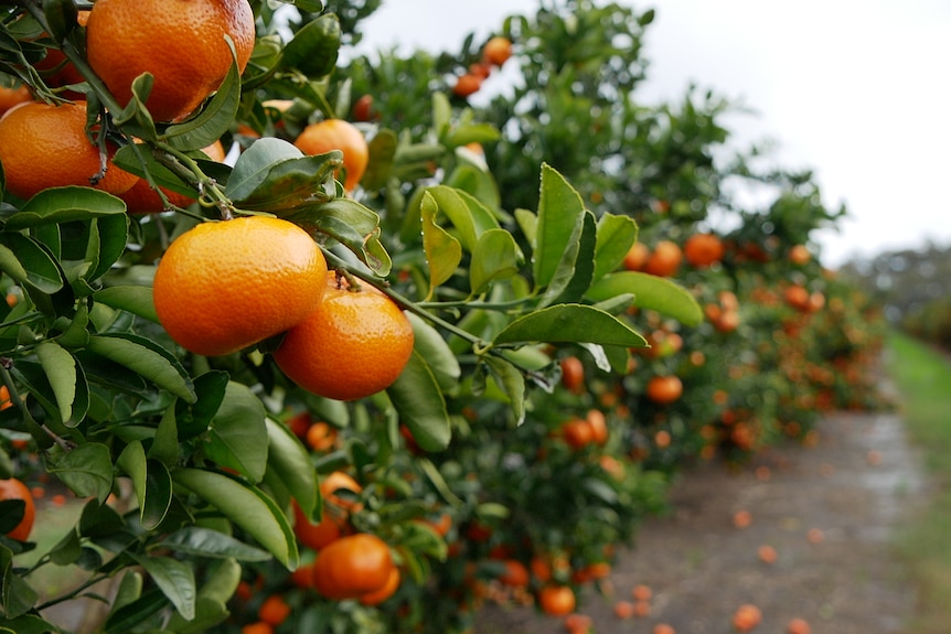 Ripe mandarins on the tree closeup, citrus orchard