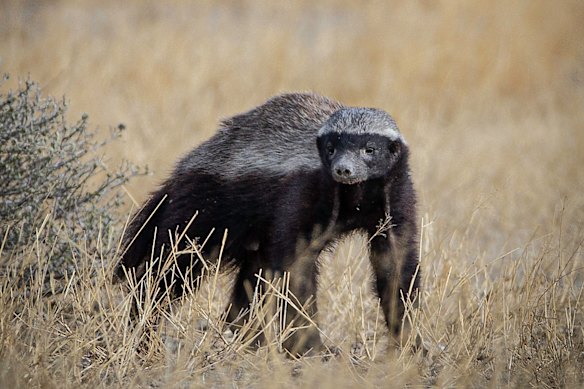 The honey badger is built like a rugby prop.