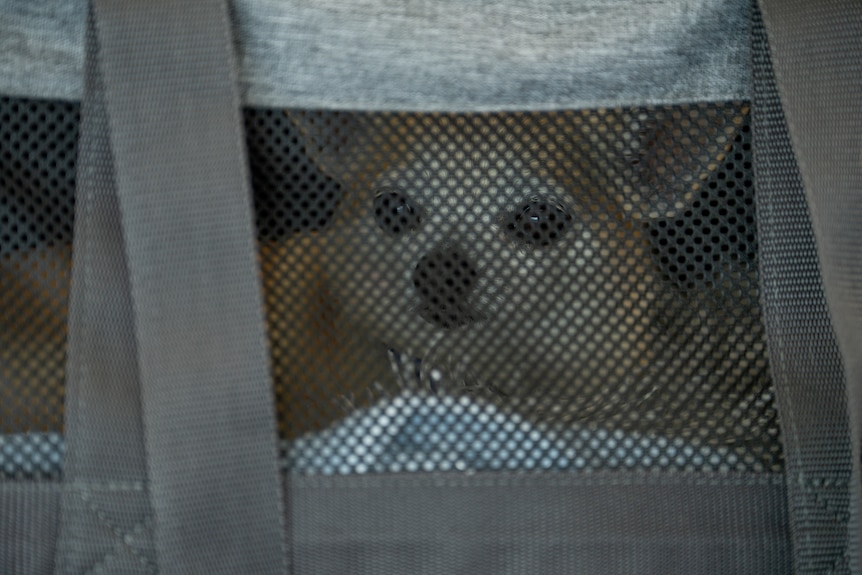 A small dog in a carrier