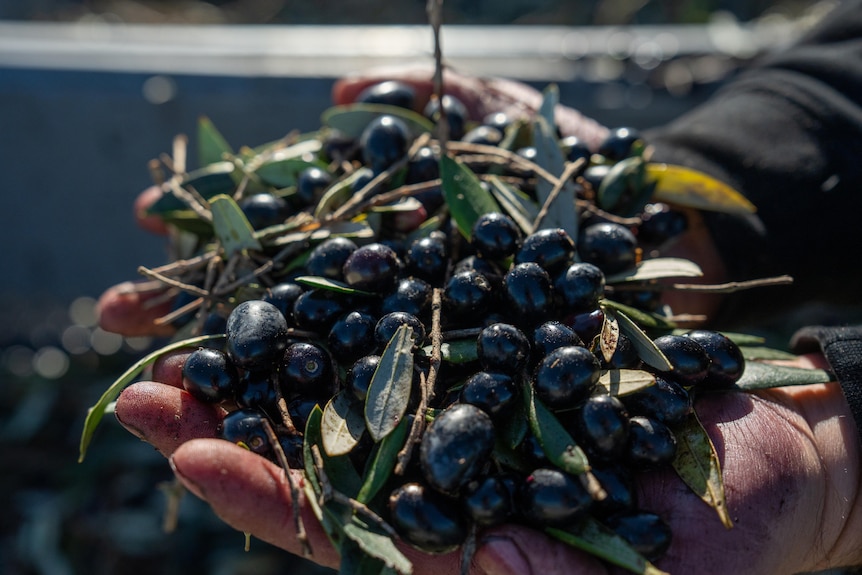 A pile of olives held by the hands of a man in the sun.